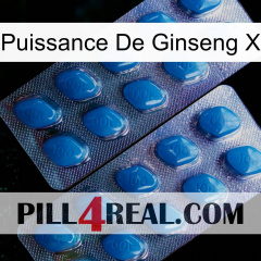 Ginseng Power X viagra2